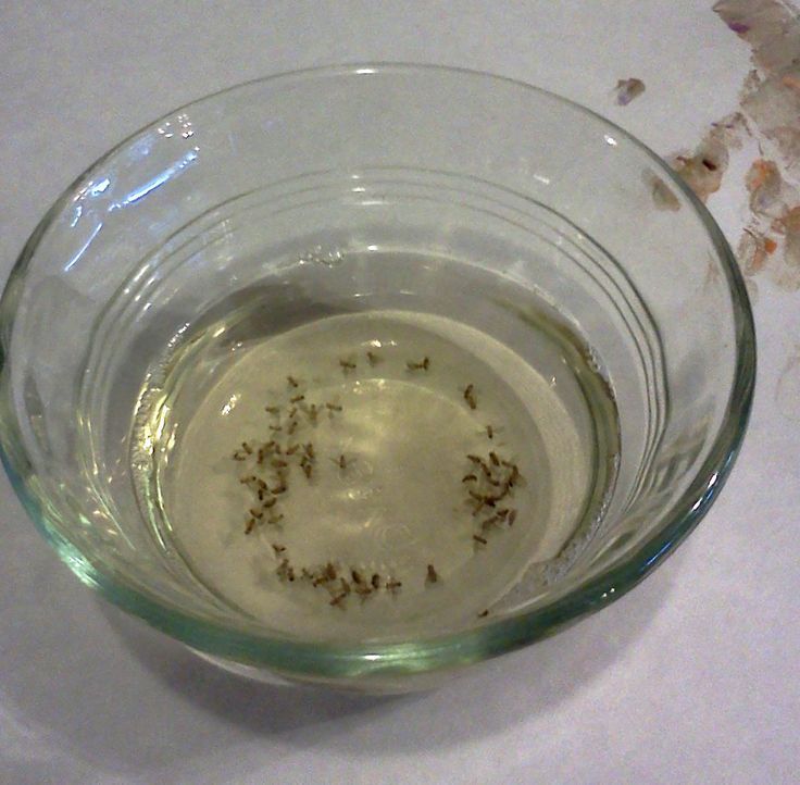 Get rid of fruit flies with these TWO simple ingredients you probably already have in your kitchen. FunCheapOrFree.com #DIY Diy Cleaning Products, Cleaning Household, Cleaning Hacks, All You Need Is, Just In Case, Home Remedies, Natural Remedies, Homemade Remedies, How To Get Rid Of Gnats