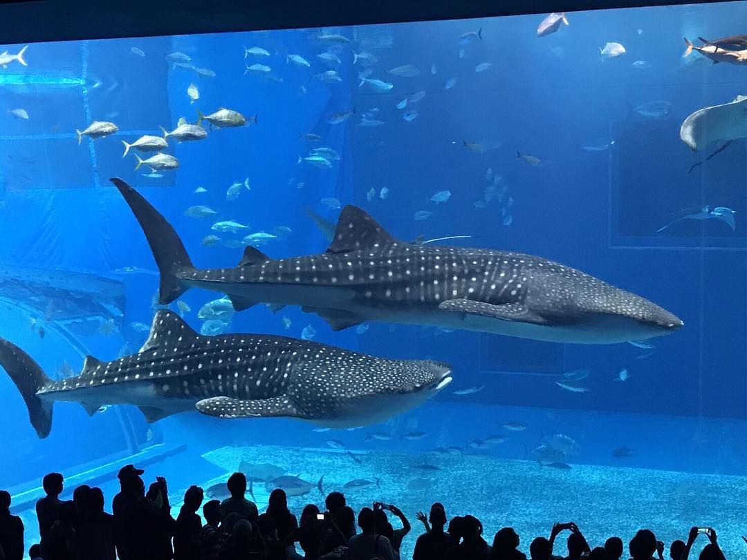 99 Likes 0 Comments Miu Miumiu Gram On Instagram 美ら海水族館 可愛すぎてジンベイザメのぬいぐるみも買ってしまった 沖縄 美ら海水族館 美ら海 名護 海洋博公園 Okinawa ジンベイザメ 生き物 美ら海