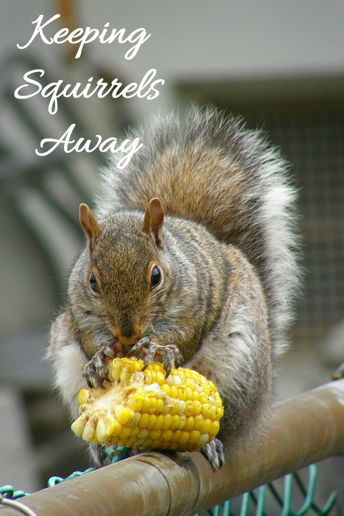 Natural Squirrel Repellent Ideas Keep Squirrels out of The Yard