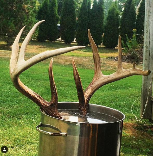 HOW TO CLEAN A EURO MOUNT - Girls With Guns Deer Antler Crafts, Antler Projects, Deer Antler Decor, Man Projects, Antler Mount Ideas, Skull Mount Ideas, European Deer Mount Ideas, European Mounts Deer, Deer Hunting Equipment