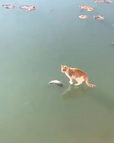 Derp fishing Derp fishing