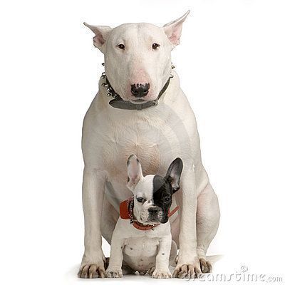 Staffordshire bull terrier puppy. Terrier mix