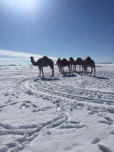 Naâma Algeria - The snow into the desert