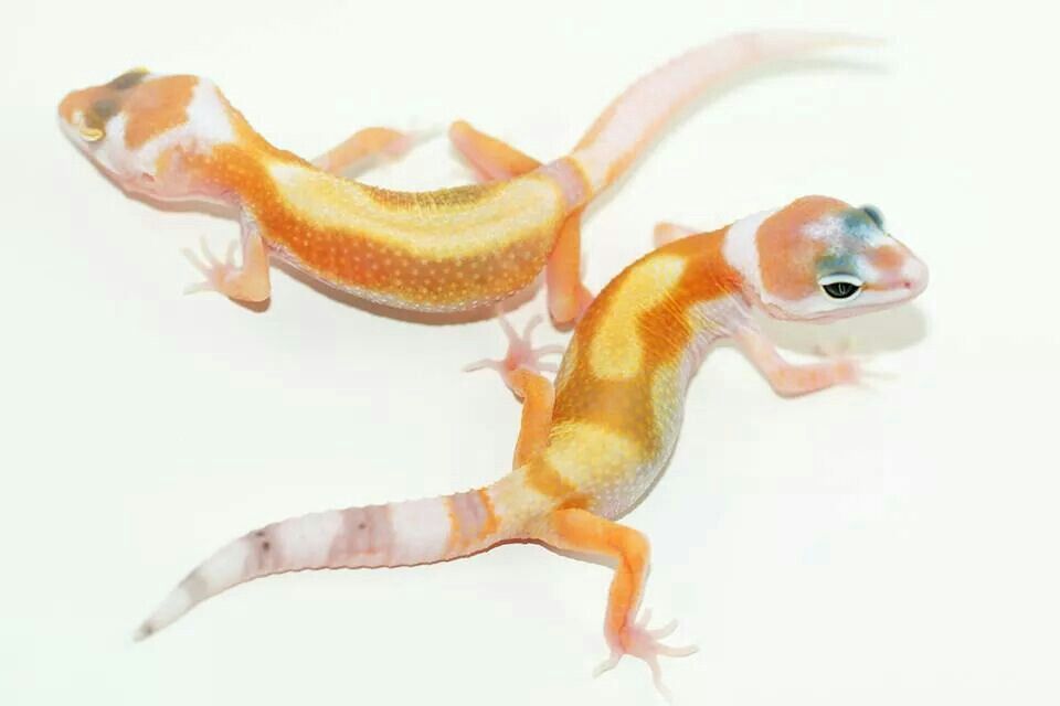 W Y Dennis Manthey Germany Leopard Gecko Leopard Gecko Morphs Gecko