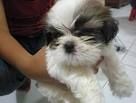 Shih Tzu Puppy For Adoption 3 Lovely Boys Walsall Birmingham For