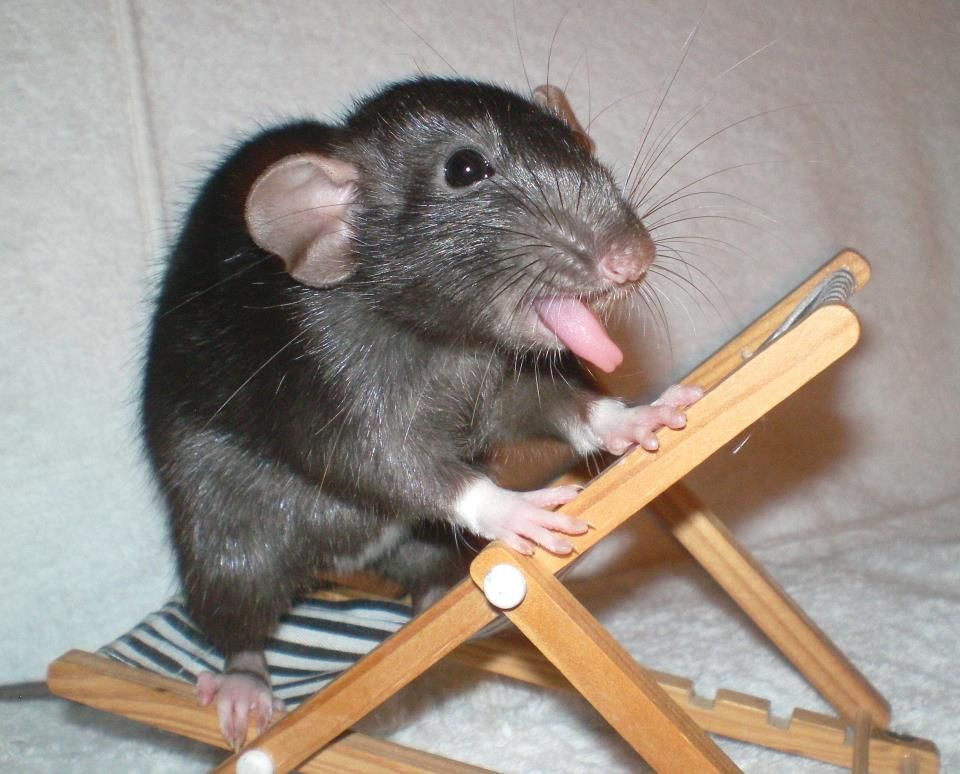 Baby Rats Pet Rats Cute Rats baby-rats-pet-rats-cute-rats
