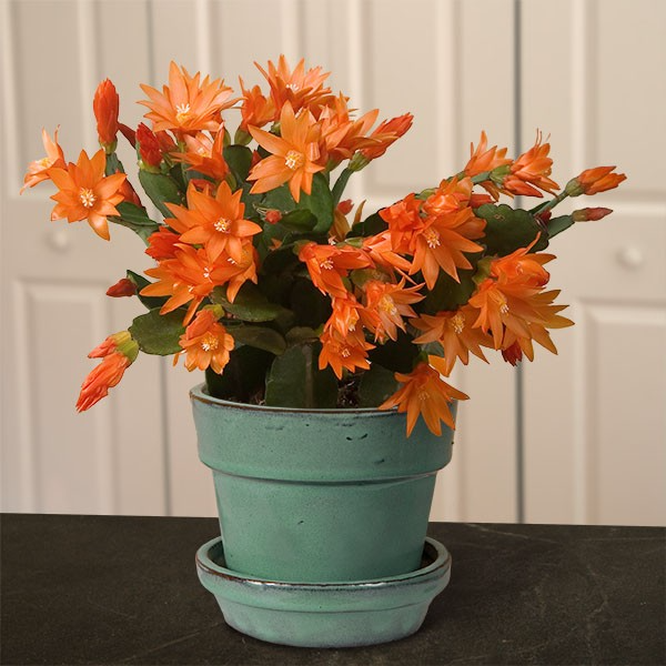 Easter Cactus With the proper care, the Easter cactus blooms in early spring. Even without the bright flowers, the green segments make for an attractive plant. Christmas Cactus Plant, Thanksgiving Cactus, Easter Cactus, Holiday Cactus, Cacti And Succulents, Planting Succulents, Cactus Plants, Planting Flowers, Cactus For Sale