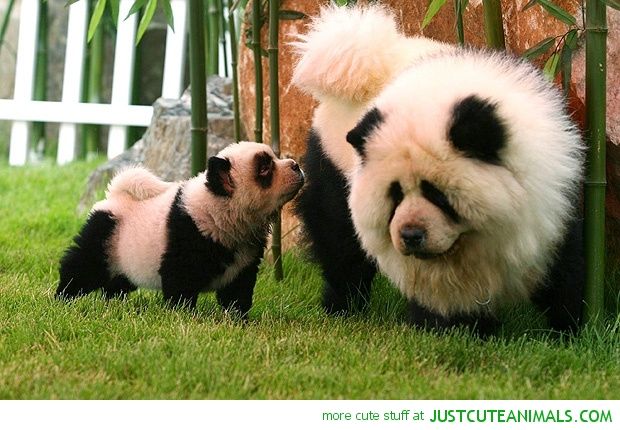 Panda Chow Chow Panda Dog Panda Chow Chow Cute Animals