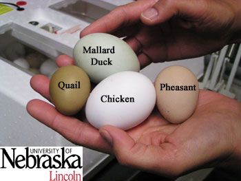 what size egg trays trays and egg chicken eggs size