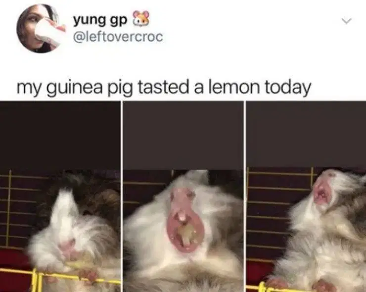 Latest Funny Stuff 59 FUNNY ANIMALS TO BRIGHTEN YOUR DAY | CutesyPooh 59 FUNNY ANIMALS TO BRIGHTEN YOUR DAY | CutesyPooh 6 Latest Funny Stuff 59 FUNNY ANIMALS TO BRIGHTEN YOUR DAY | CutesyPooh 59 FUNNY ANIMALS TO BRIGHTEN YOUR DAY | CutesyPooh 5