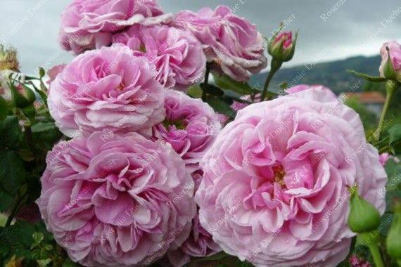 Roses Ducher Climbing Rose Florence Ducher In 2020 Climbing Roses Rare Flowers Rose
