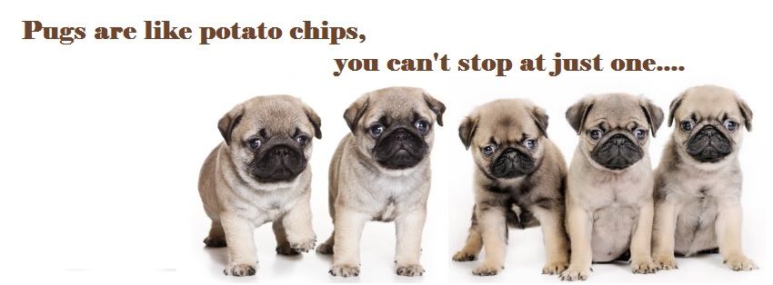 Pug Facebook Cover Photo For Your Timeline Pug Quotes Pug Love