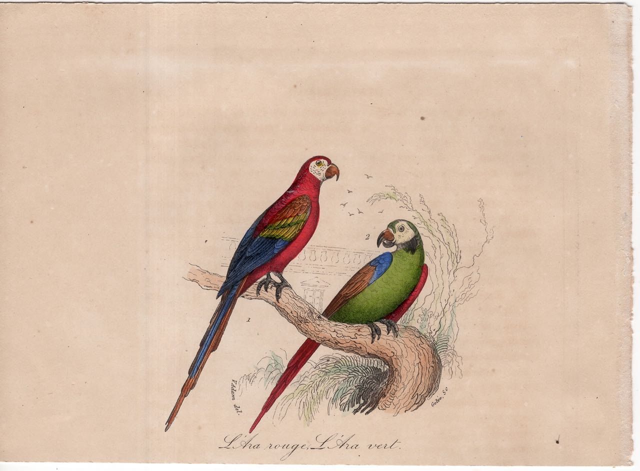 From 1860 Hand colored lithograph print of BIRDS