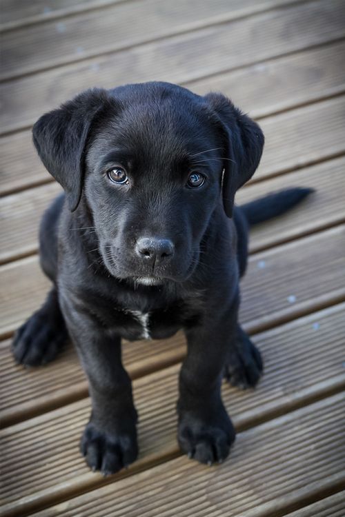 My Misty Morning Labrador Retriever Lab Puppies Lab Puppy