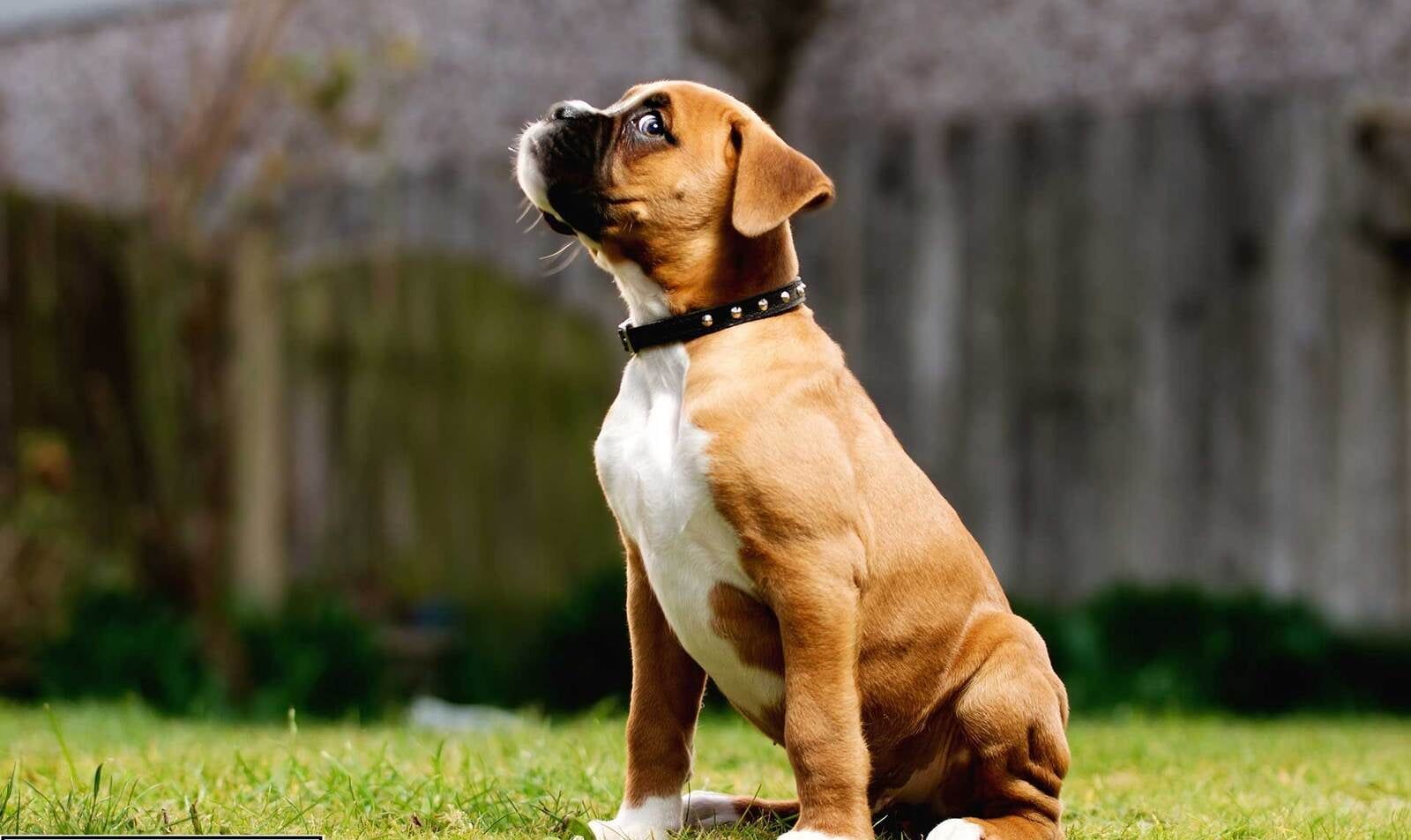 Boxer Puppies for Sale in the USA