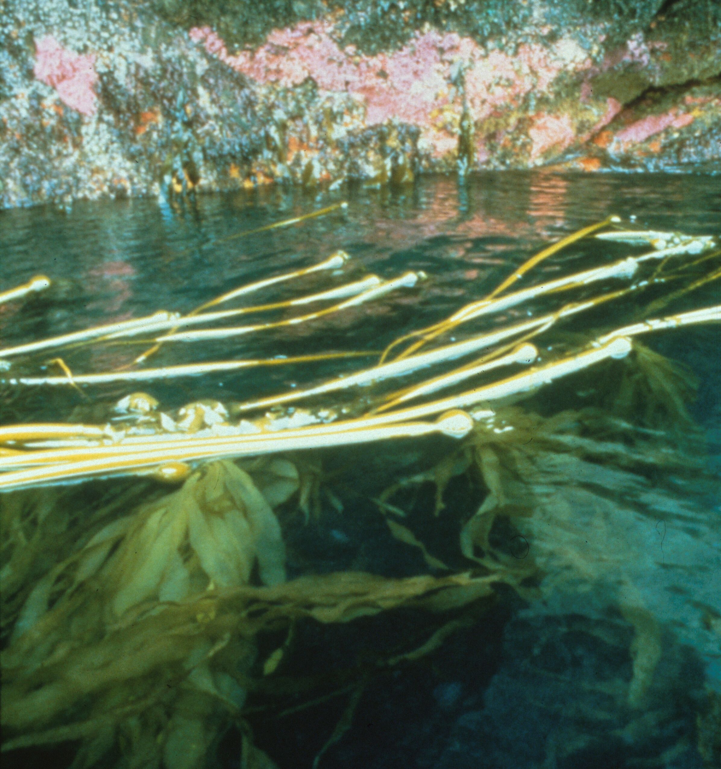 Marine wildlife. | Wildlife, Nature, Ocean