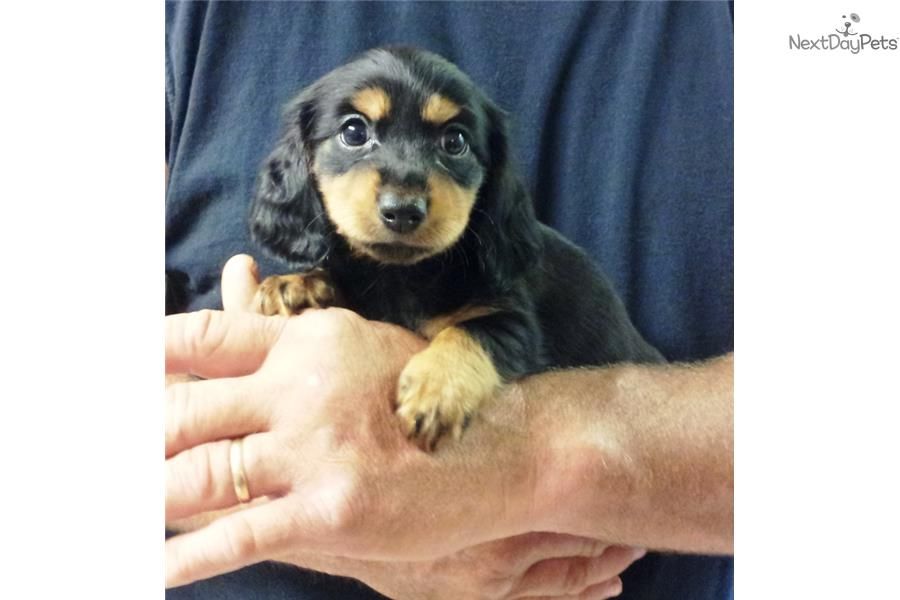 Meet Male A Cute Dachshund Mini Puppy For Sale For 450 Akc Mini