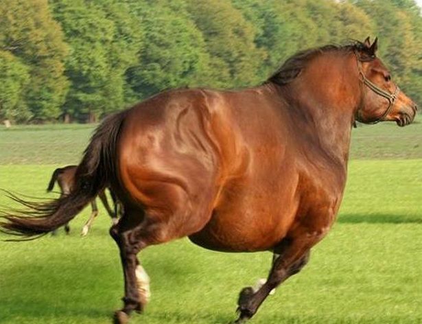fat log