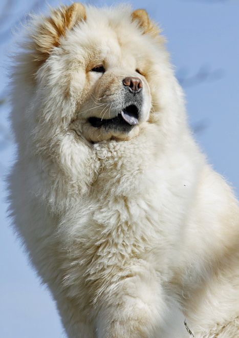 The Chow Chow S Disposition Is Quite Unique From Other Breeds