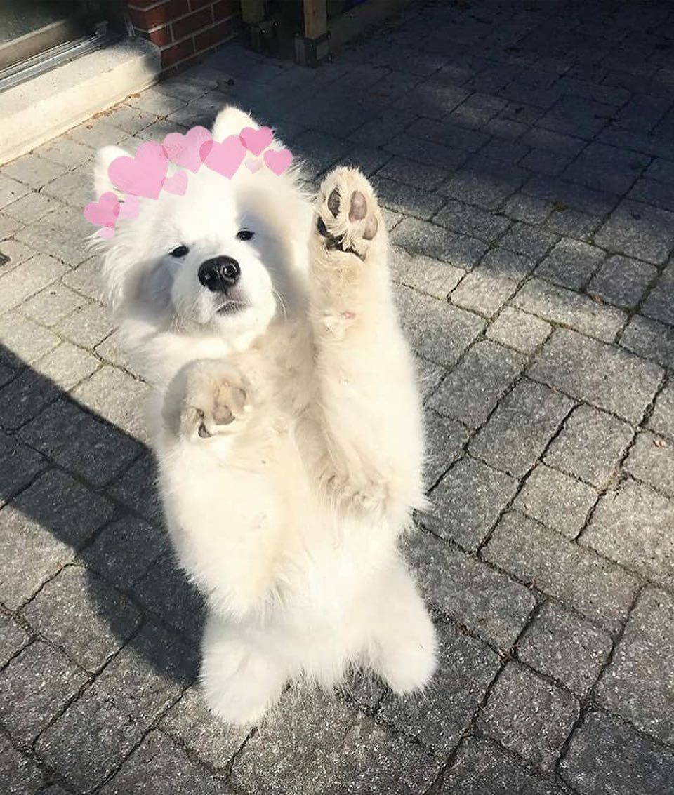 Awww So Cute Dog Cute Cutedog Blog Lifestyle Girl Fashion Tumblr Vintage Grunge Aesthetic Black Big Fluffy Dogs Fluffy Dogs Cute Animals