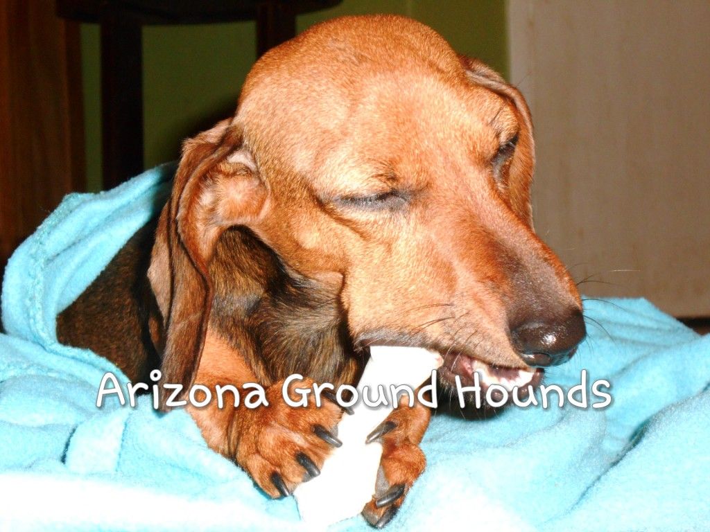 Chili Shaded Red Kaninchen From Arizona Ground Hounds On Fb