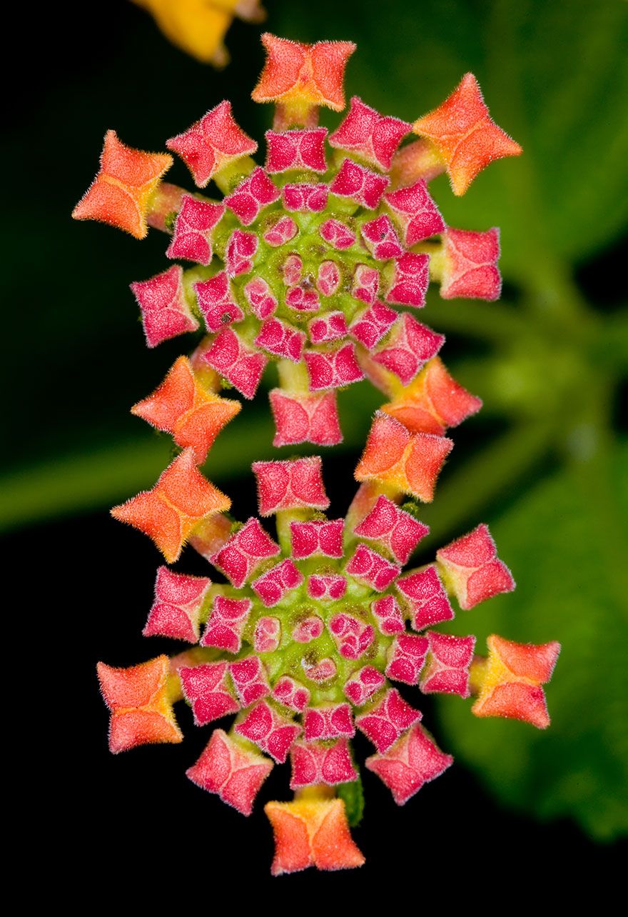 116 Photos Of Geometrical Plants For Symmetry Lovers Con Immagini