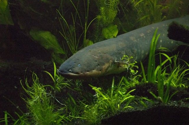 How Electric Fish Evolved Shocker Of An Organ Six Times River