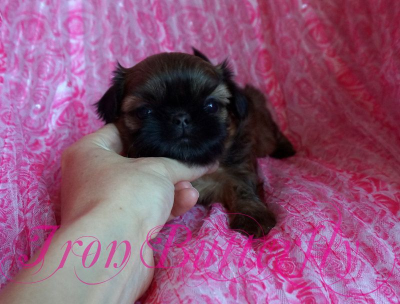 Iron Butterfly Chinese Imperial Shih Tzu Tiny Teacup Puppies For Sale Quality Small Breeder #cuteteacuppuppies