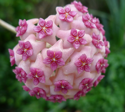 Maravillosa Geometria En El Mundo Vegetal Parte 2 Hoya Plants Rare Flowers Plants