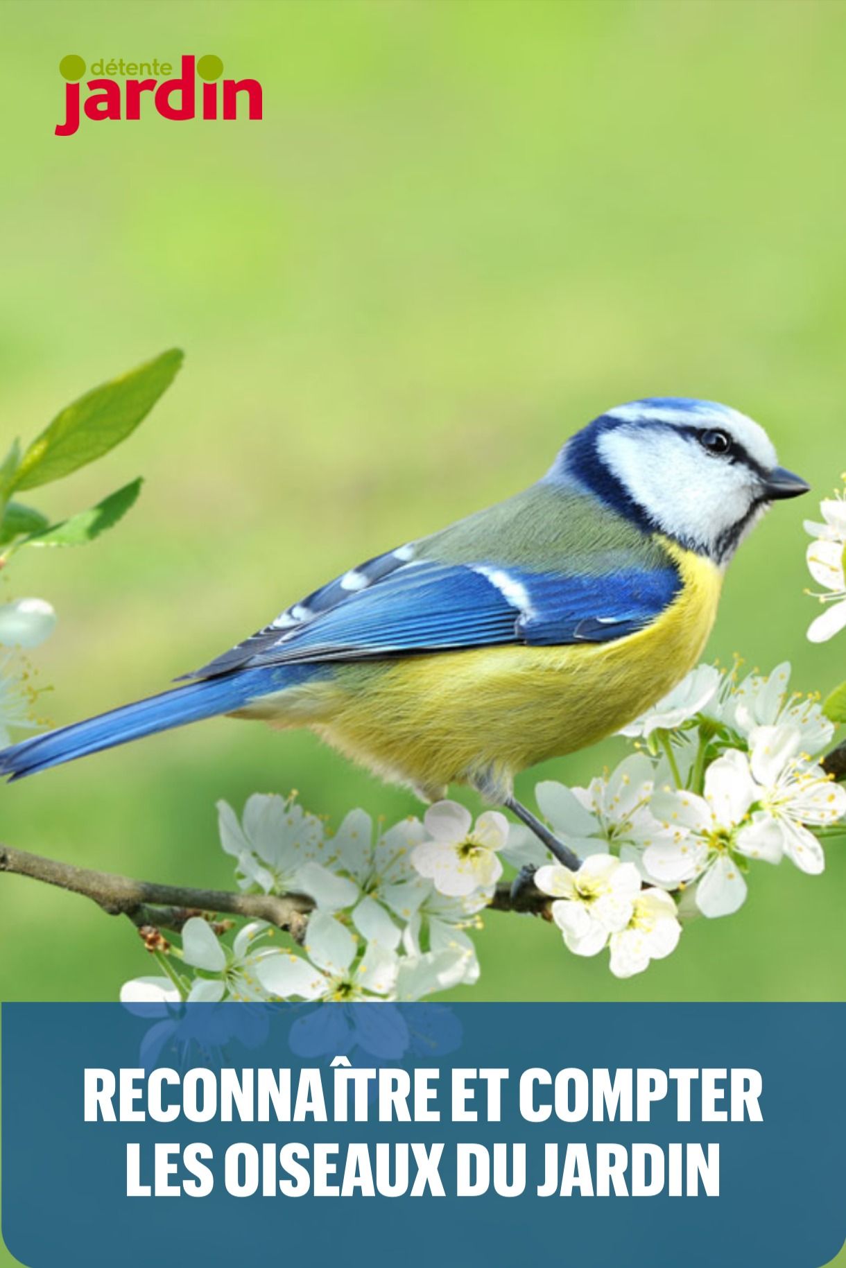 Comptage des oiseaux 2024 : relèverez-vous le défi ?