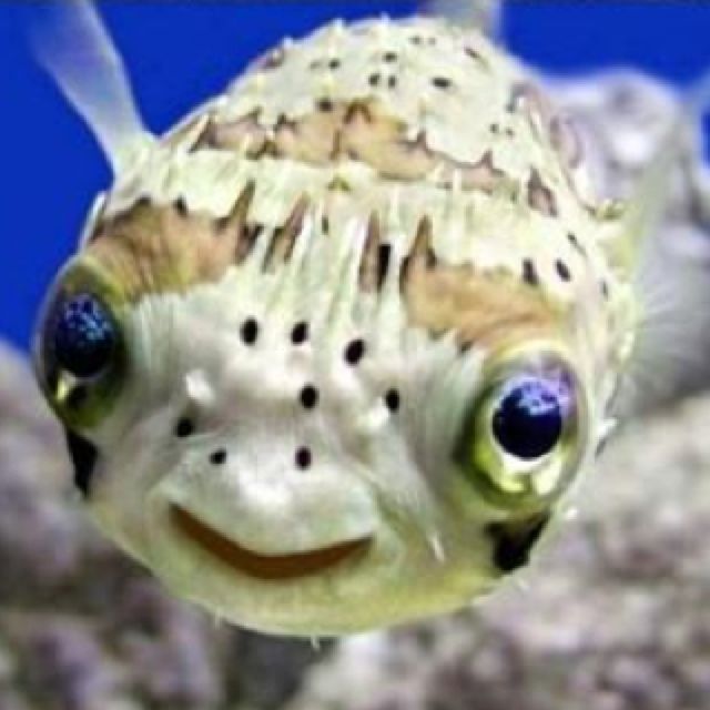 Smiling Animals, Happy Animals, Cute Baby Animals, Funny Animals, Smiling Fish, Laughing Animals, Animals Sea, Smiling Cat, Smiling Faces