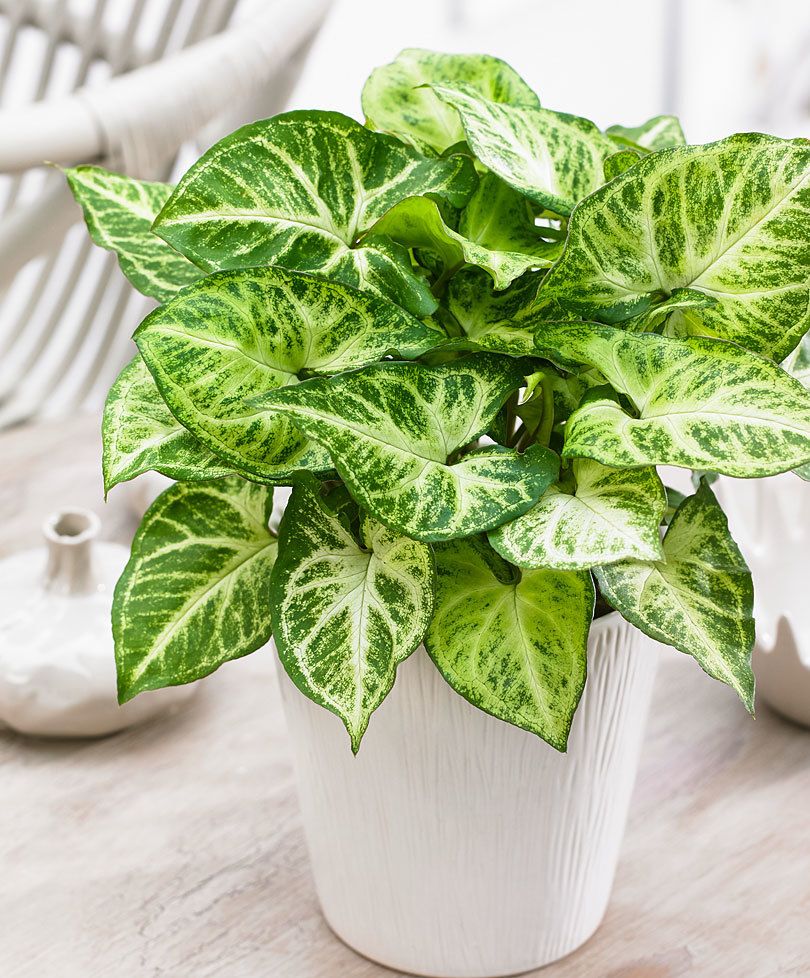Syngonium in your home Syngonium in your home
