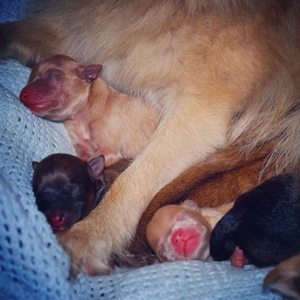 Newborn Pomeranian Puppies Sleeping 1 Day Old Sleeping Puppies