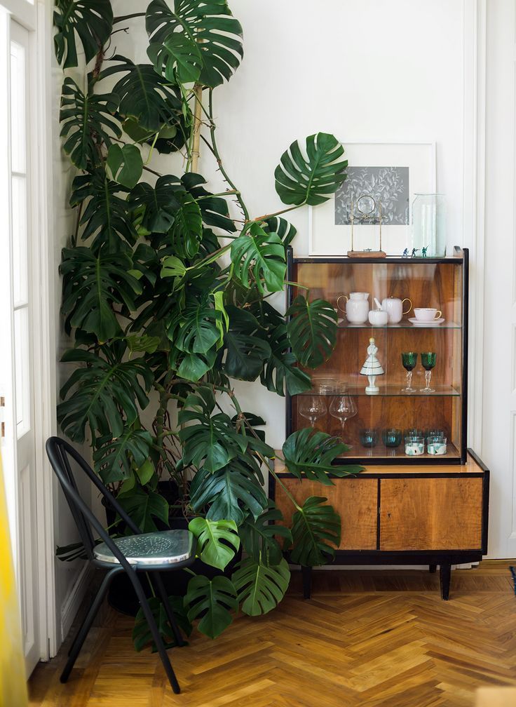 Mid century bar cart tropical plants Plants Pinterest - decoracion de interiores con plantas Mid century bar cart tropical plants Plants Pinterest - decoracion de interiores con plantas
