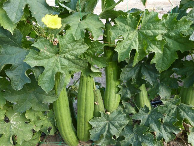 Cómo Sembrar Esponja Vegetal Plants Herbs Luffa
