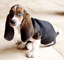 Puppy Wikipedia The Free Encyclopedia Caes Racas Amantes De