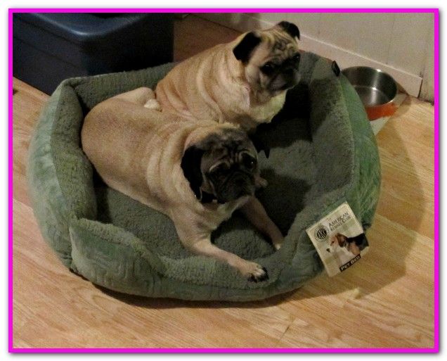 tj maxx dog beds customer service does tj maxx have dog beds shop view all at tjmaxxcom discover tj maxx dog beds customer service does tj maxx have dog beds shop view all at tjmaxxcom discover