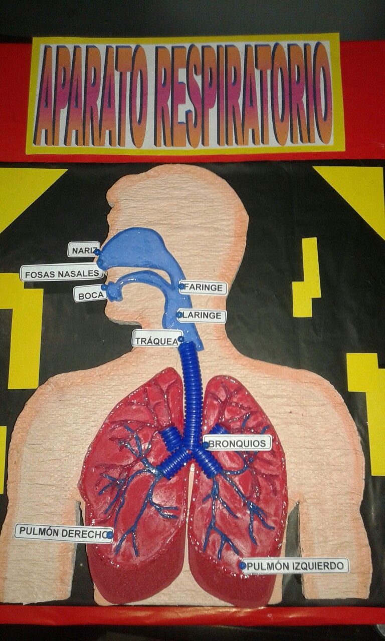 Como Hacer Una Maqueta Del Aparato Respiratorio Con Material Reciclado