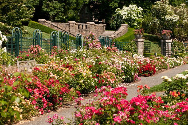 Peggy Rockefeller Rose Garden Nybg The Pinterest Peggy Rockefeller Rose Garden Nybg