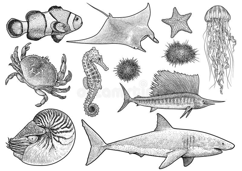 20+ Marine Animals Collection Illustration, Drawing, Engraving, Ink, Line