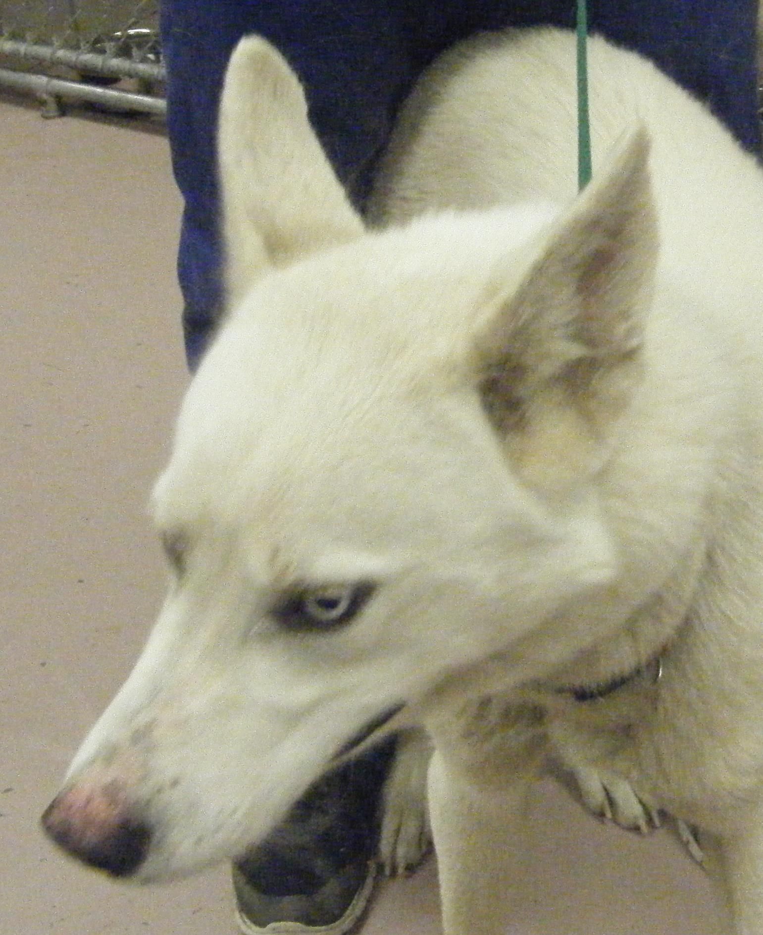 Dogs Excluding Those In The Spot Peabody Room At The Houston Spca Will Be Available To Approved Adopters For An Adoption F Adoption Dog Care Adoption Options