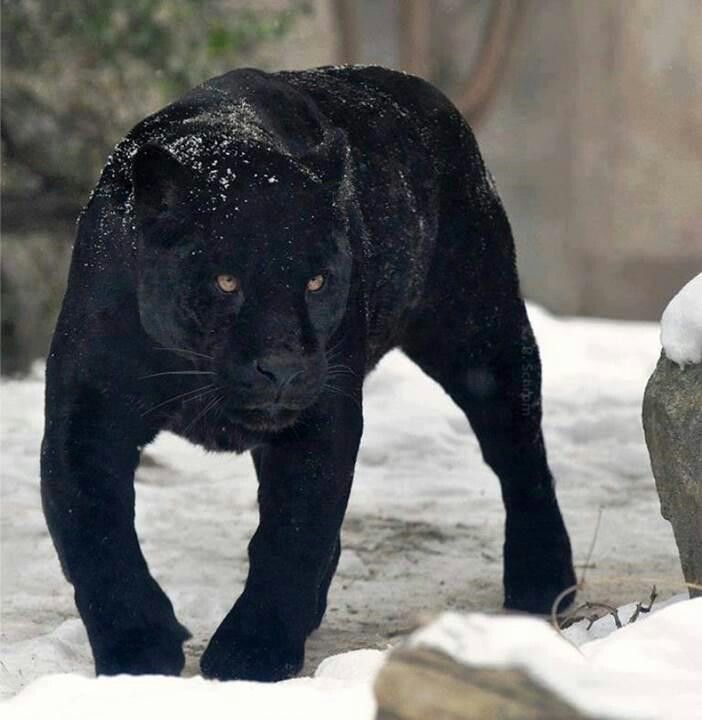 Zwarte panter | Zwarte panter, Panter, Poema's Zwarte panter | Zwarte panter, Panter, Poema's