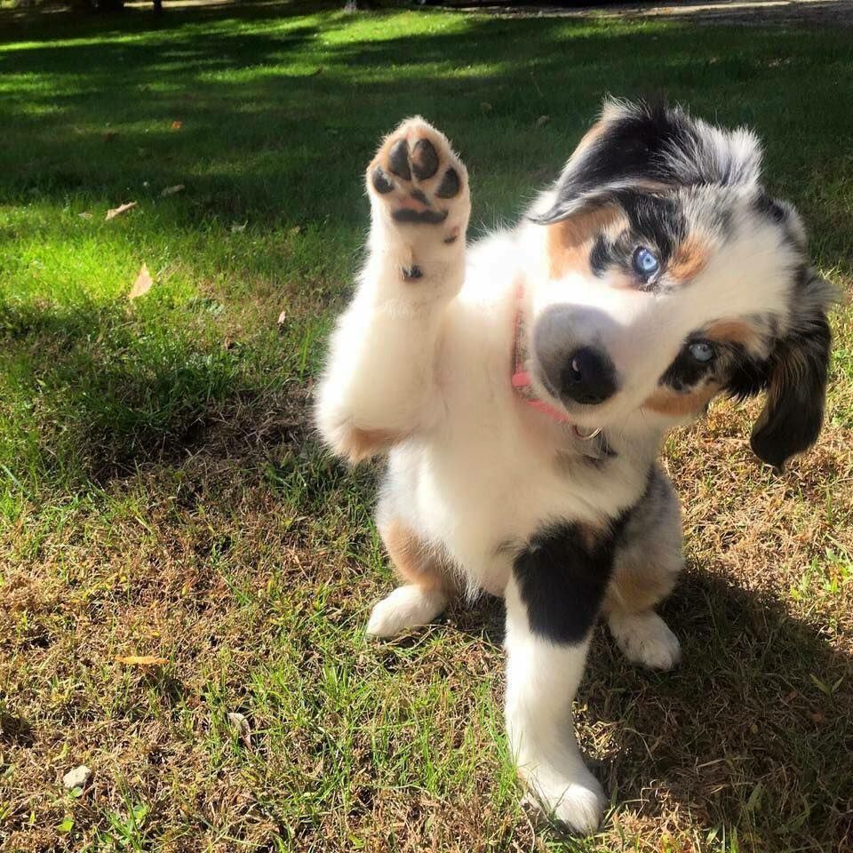 Super Cute Puppies, Baby Animals Super Cute, Cute Little Puppies, Cute Baby Dogs, Cute Dogs And Puppies, Cute Little Animals, Doggies, Mixed Breed Puppies, Tiny Puppies