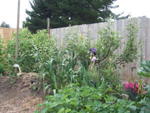 Backyard fruit orchard