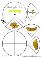 Easy diagram of firefly diagram of firefly easy diagram of firefly diagram of firefly