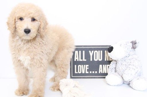 Poodle Standard Puppy For Sale In Naples Fl Adn 35435 On