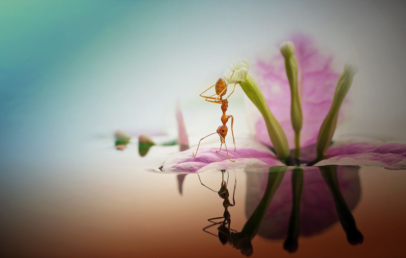 Cermin kehidupan | Photography, Macro photography, Photo inspiration