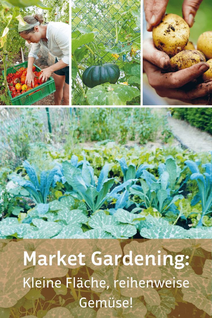 Du willst saisonales Gemüse kaufen und das am besten noch direkt von kleinen Gartenbetrieben bei dir ums Eck? 😍 Wunderbar: So bekommst du allerbeste Vitaminspender und unterstützt nebenbei lokale Produzent*innen – das ist Market Gardening. Mehr zum Konzept des ressourcenschonenden Gemüseanbaus auf kleinen Flächen findest du in unserem Magazinbeitrag. 🥦😎 #marketgardening #marketgardeningdefinition #marketgardeningdeutschland Market Garden, Gardening, Lettuce, Green Beans, Vegetables, Pins, Concept, Lawn And Garden, Vegetable Recipes
