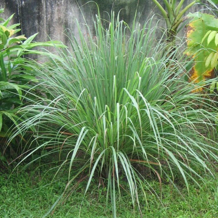 تفسير الاحلام مجانا تفسير رؤيا شجرة السفرجل في المنام تفسير حلم اكل Garden Fruit Mar
