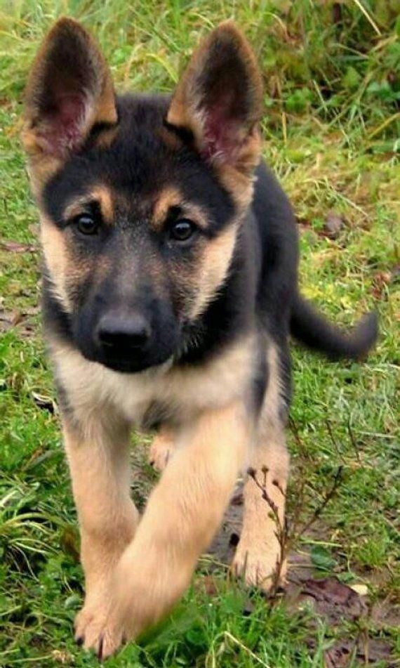 German Shepherd puppy cross stitch pattern, gsd pu German Shepherd puppy cross stitch pattern, gsd pu